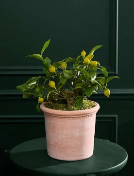 Citrus Plant in Terracotta - M&S Flower Market - FashionsVida