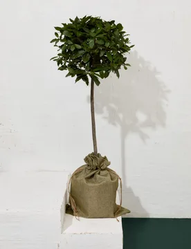 Bay Tree in Hessian Gift Bag - M&S Flower Market - FashionsVida