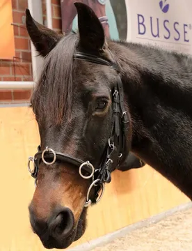 Manski Kappzaum ROUND Warmblut - Reitsport Manski - FashionsVida