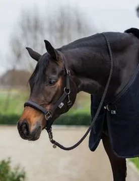 Halfter UNO PLUS Royal Glitter, black Cob - Equest - FashionsVida