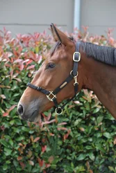 Kontrollhalfter schwarz Cob