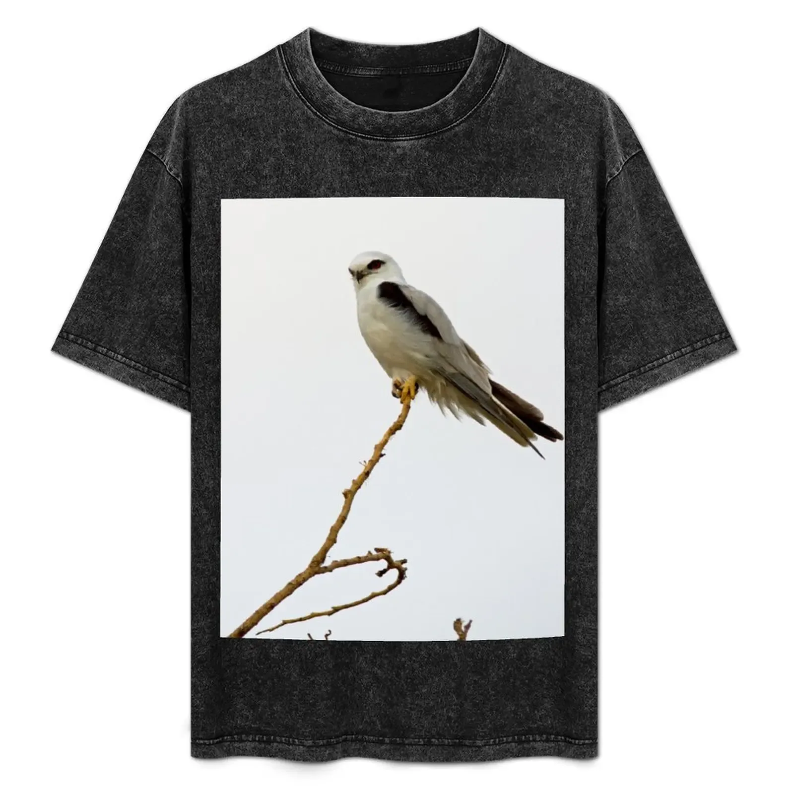 Black Shouldered Kite 2 T-Shirt Soft Stretch Short Sleeve Top - Aliexpress - FashionsVida