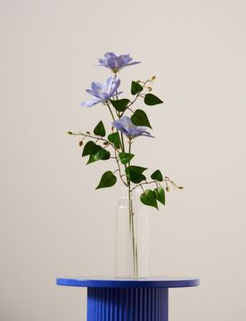 Pianta ornamentale – clematide - blu pallido