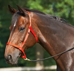 Busse Halfter Weide, rot SH