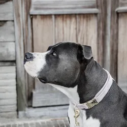 Kentucky Dogwear Hundehalsband VELVET hellrosa XS