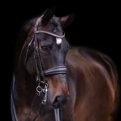 Trensenzaum IRH FRIA brown Pony
