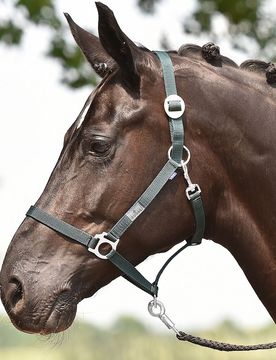 Busse Halfter Hansa, tanne SH