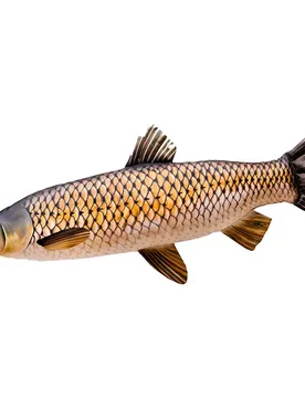 Il Cuscino Medio Carpa Erbivora
